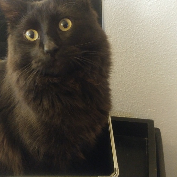 Odin - Picture 4 of 6